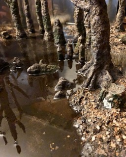 swamp
