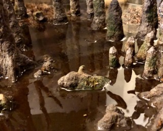 swamp